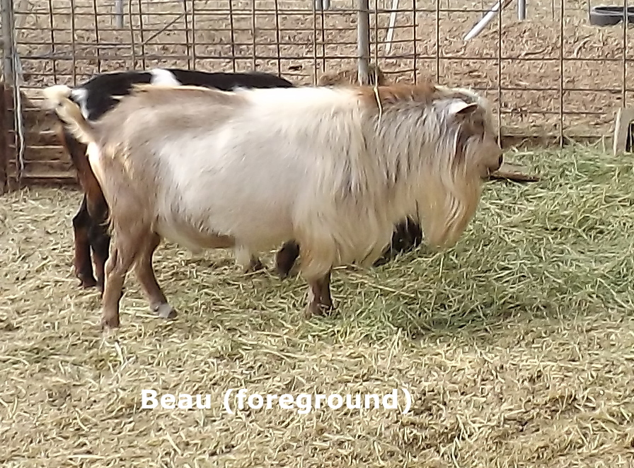 Goat Companions