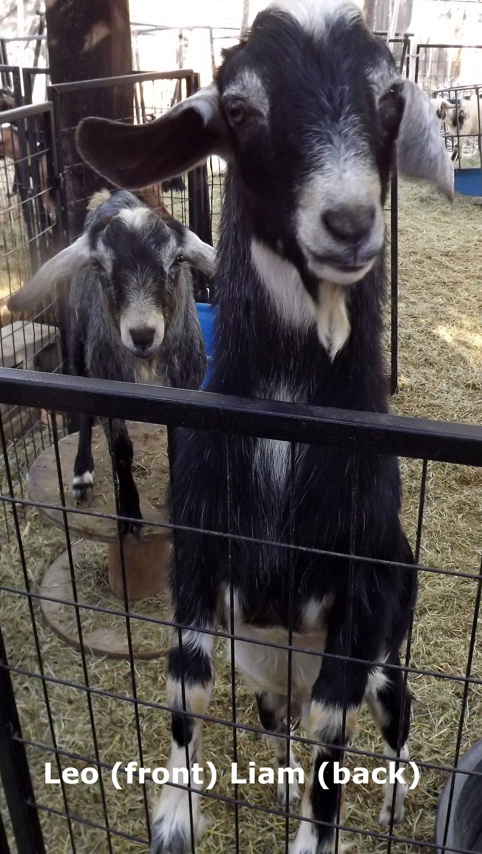 Goat Companions