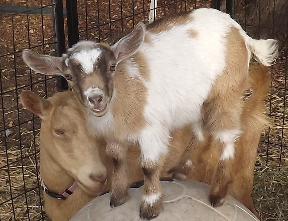 Goat Companions