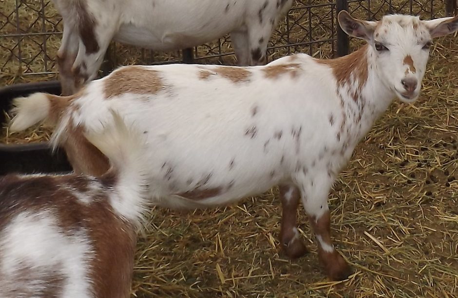 Goat Companions