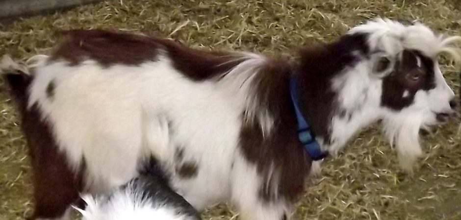 Goat Companions