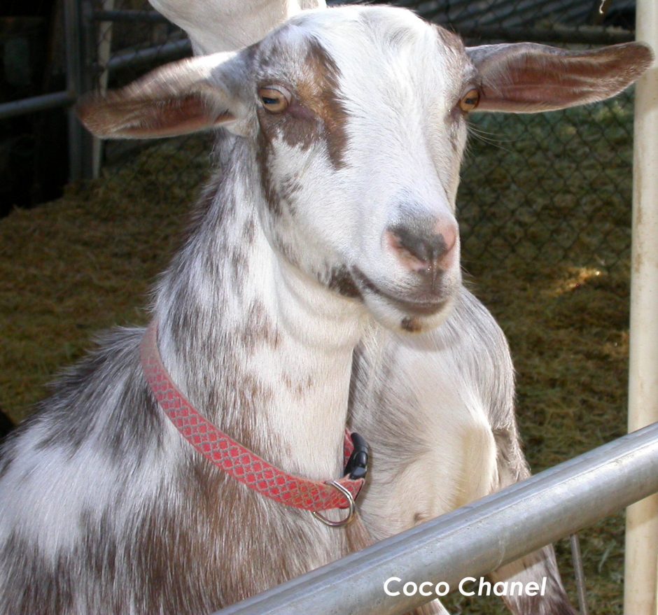 Goat Companions