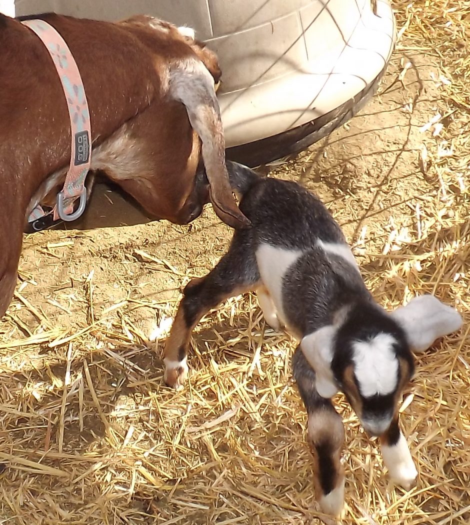 Goat Companions
