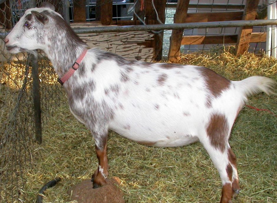 Goat Companions