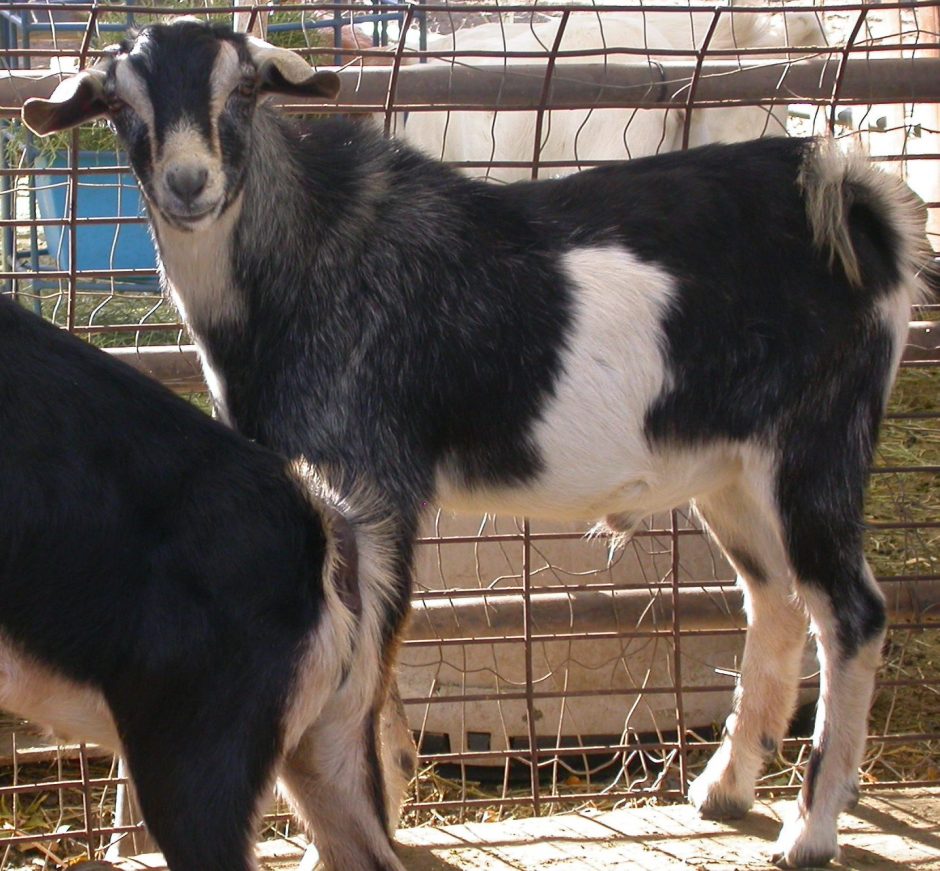 Goat Companions