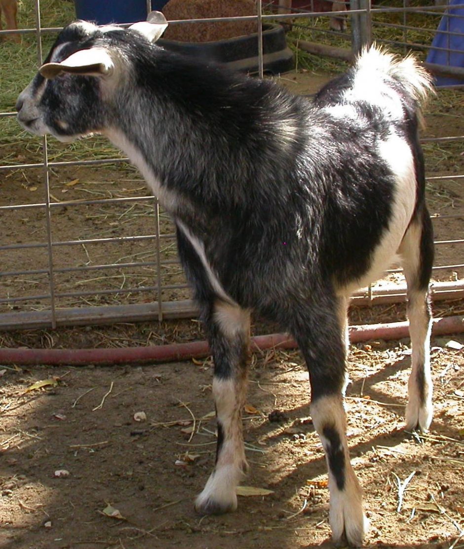 Goat Companions