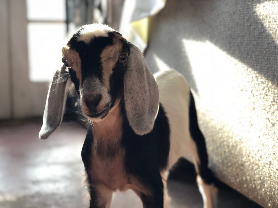 Emotional Support Goat Goat Companions