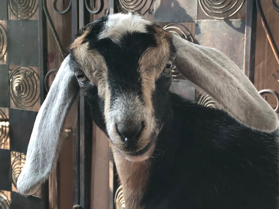 Goat Companions