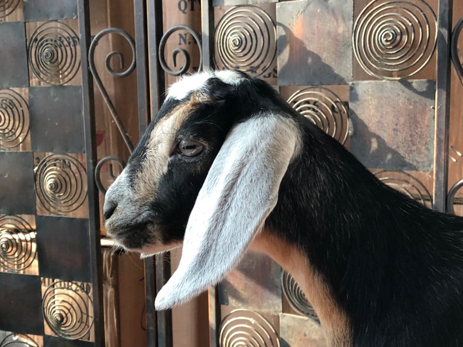 Goat Companions
