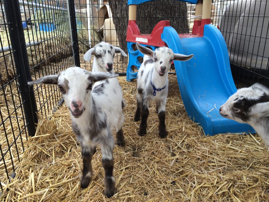 Goat Companions