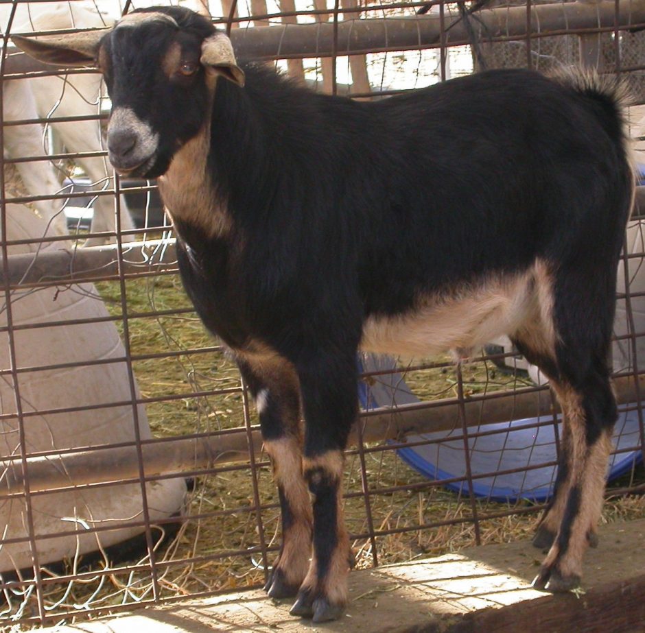 Goat Companions
