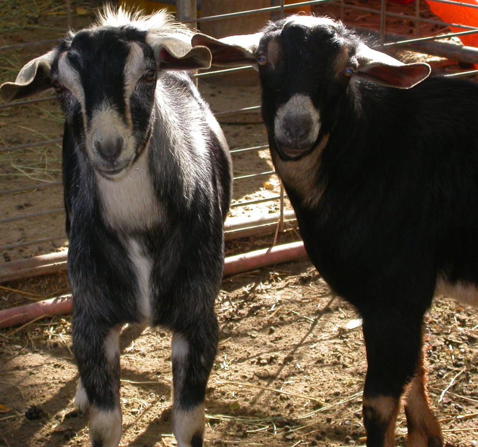 Goat Companions
