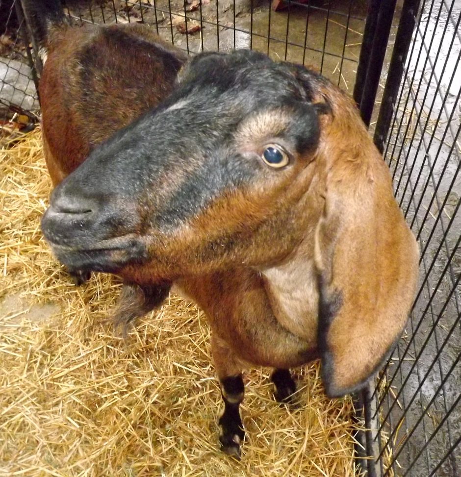Goat Companions