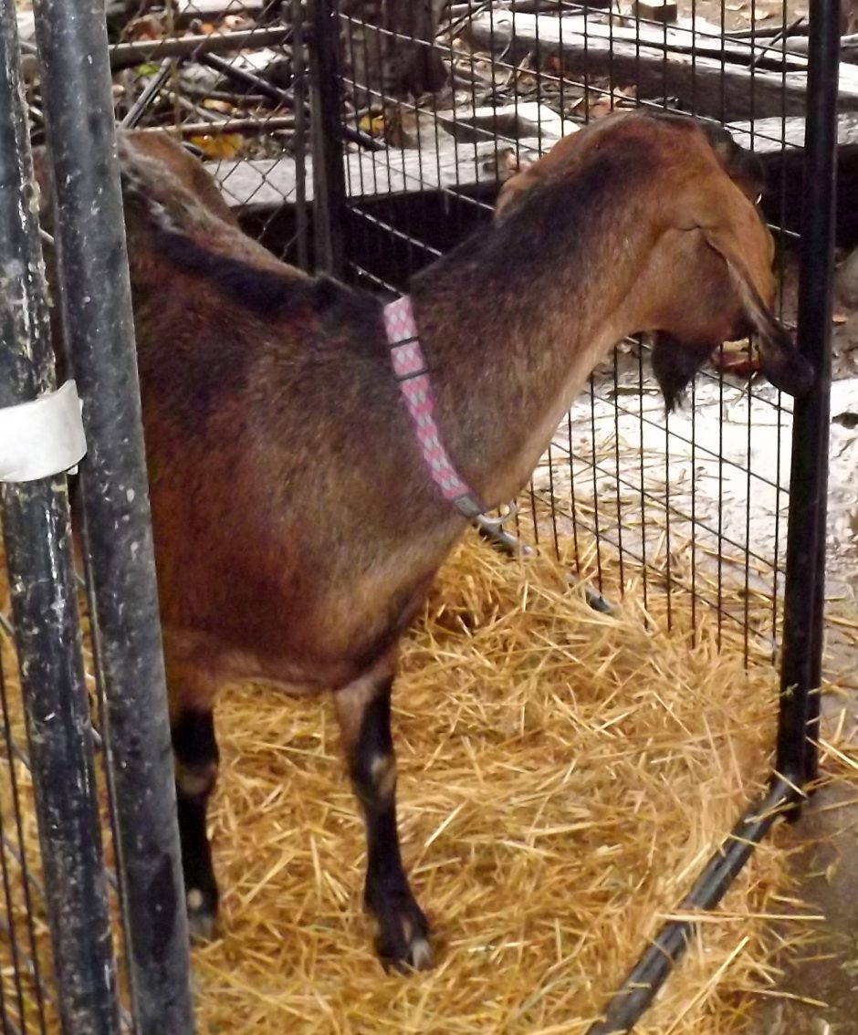 Goat Companions