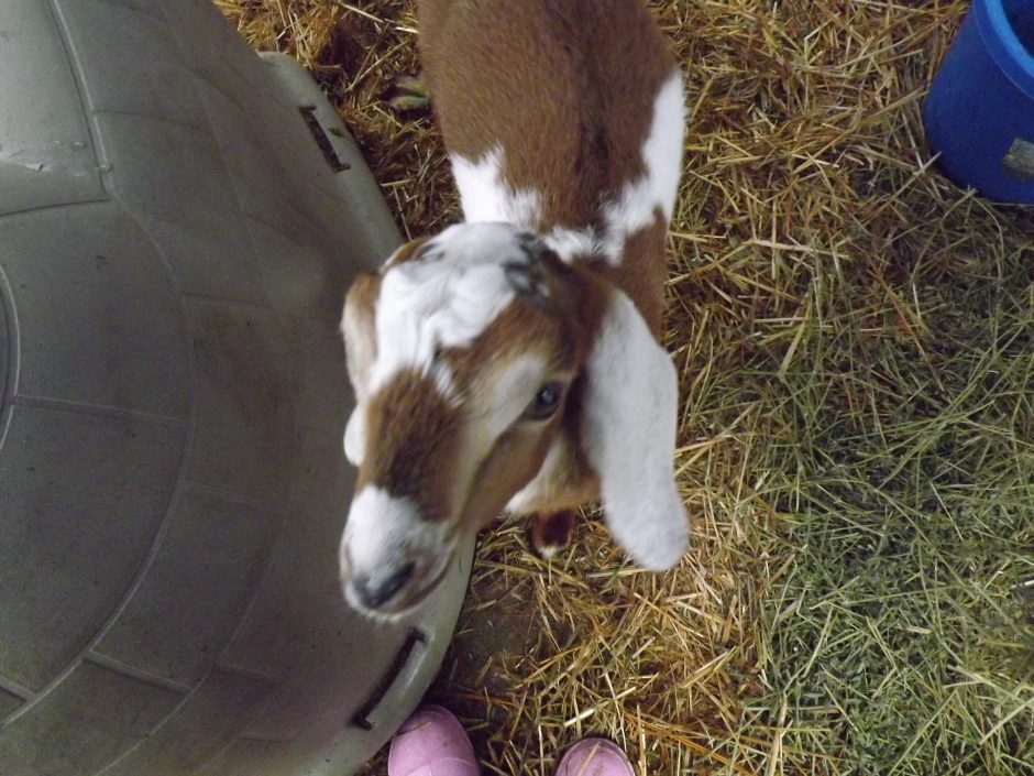 Goat Companions