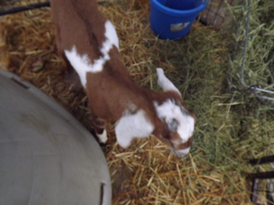 Goat Companions