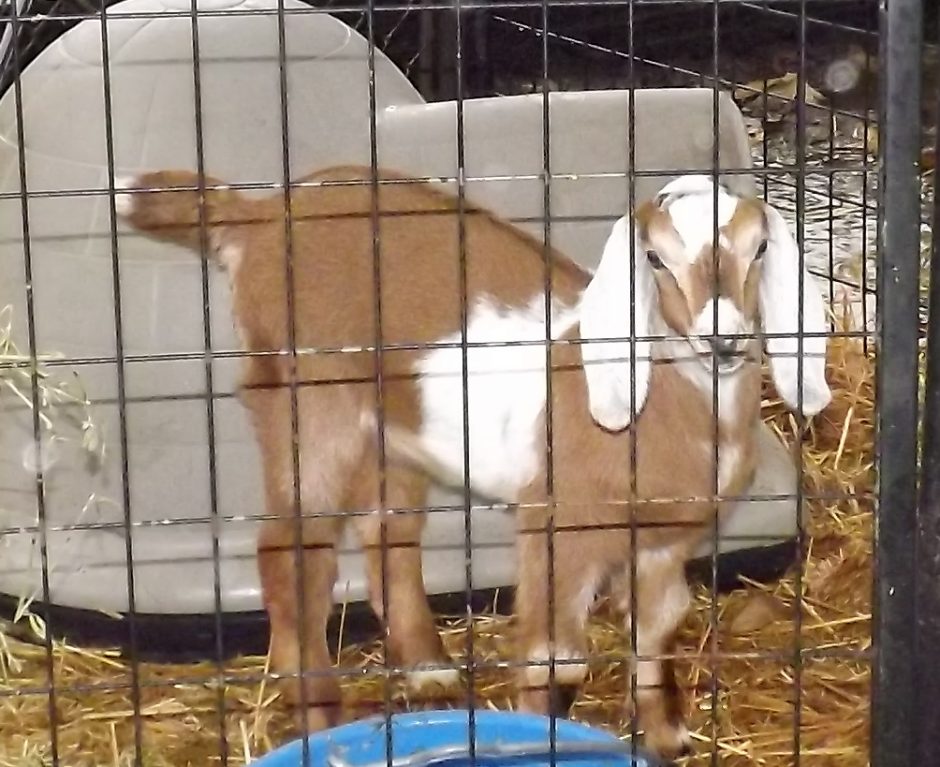 Goat Companions