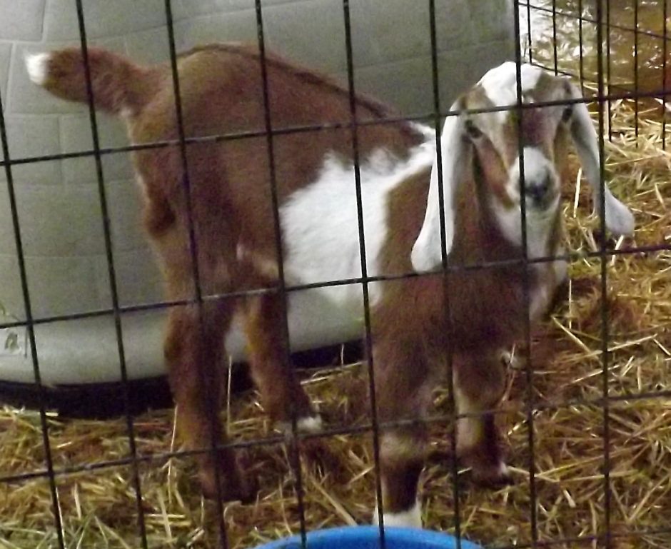 Goat Companions