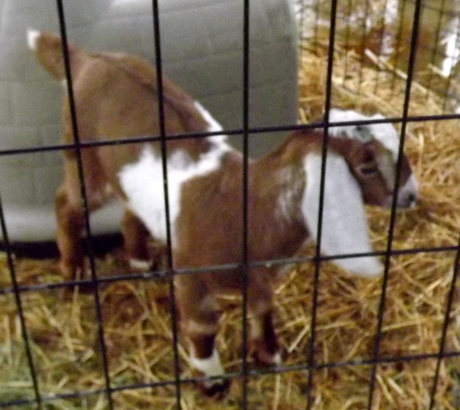 Goat Companions