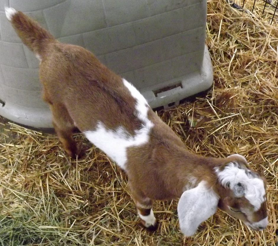 Goat Companions