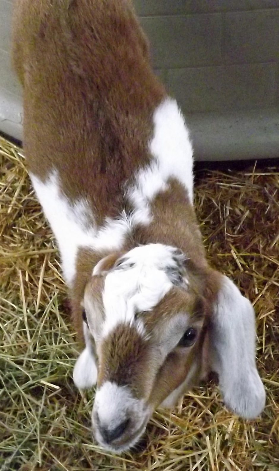 Goat Companions