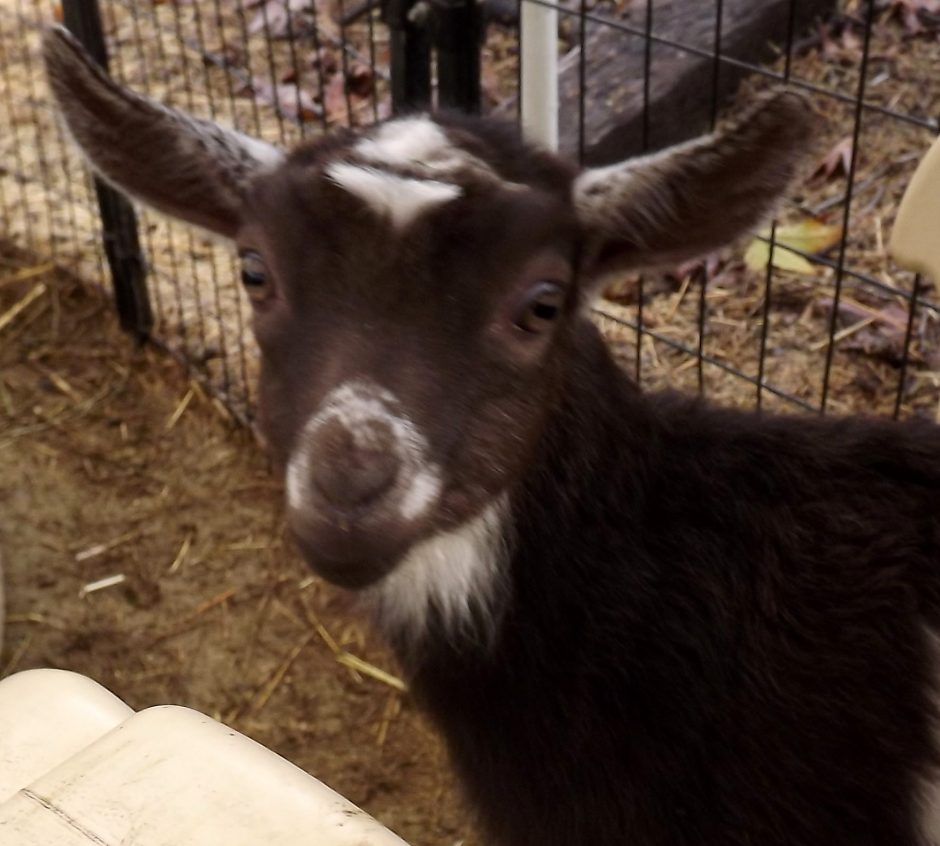 Goat Companions