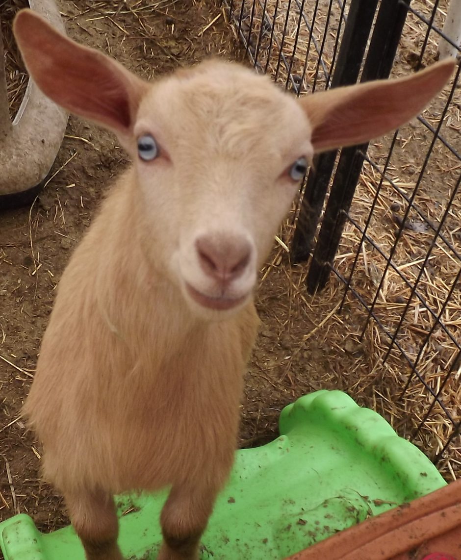 Goat Companions
