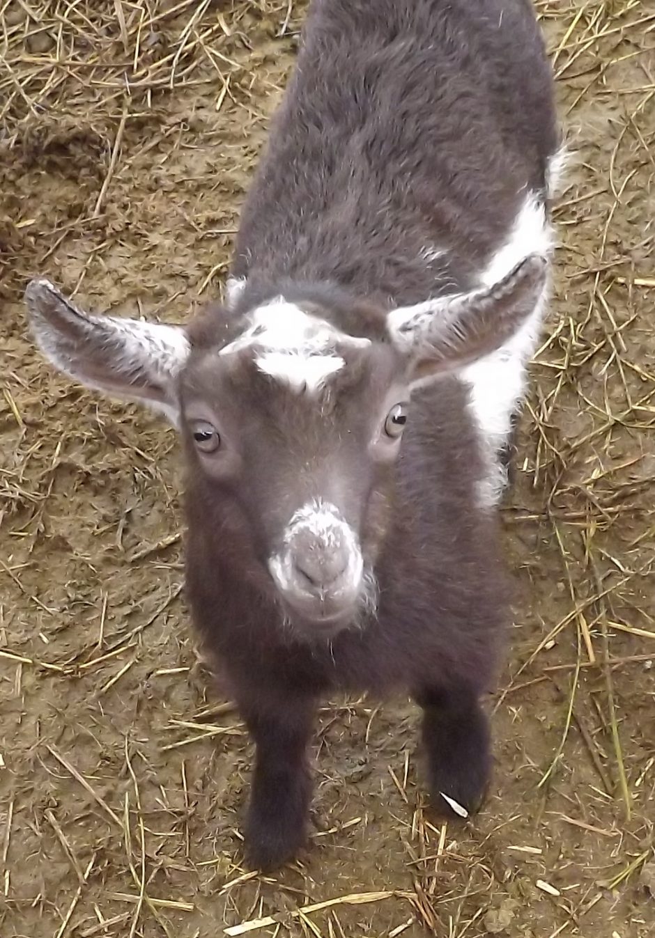 Goat Companions