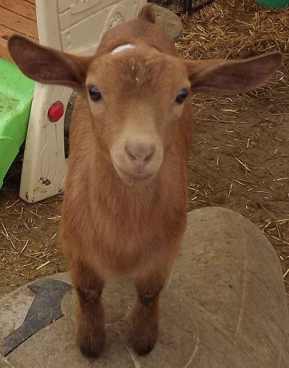 Goat Companions