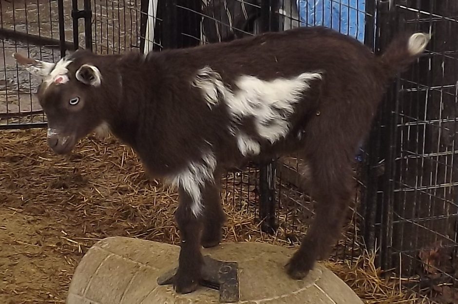 Goat Companions
