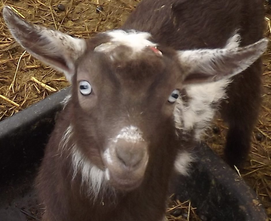 Goat Companions