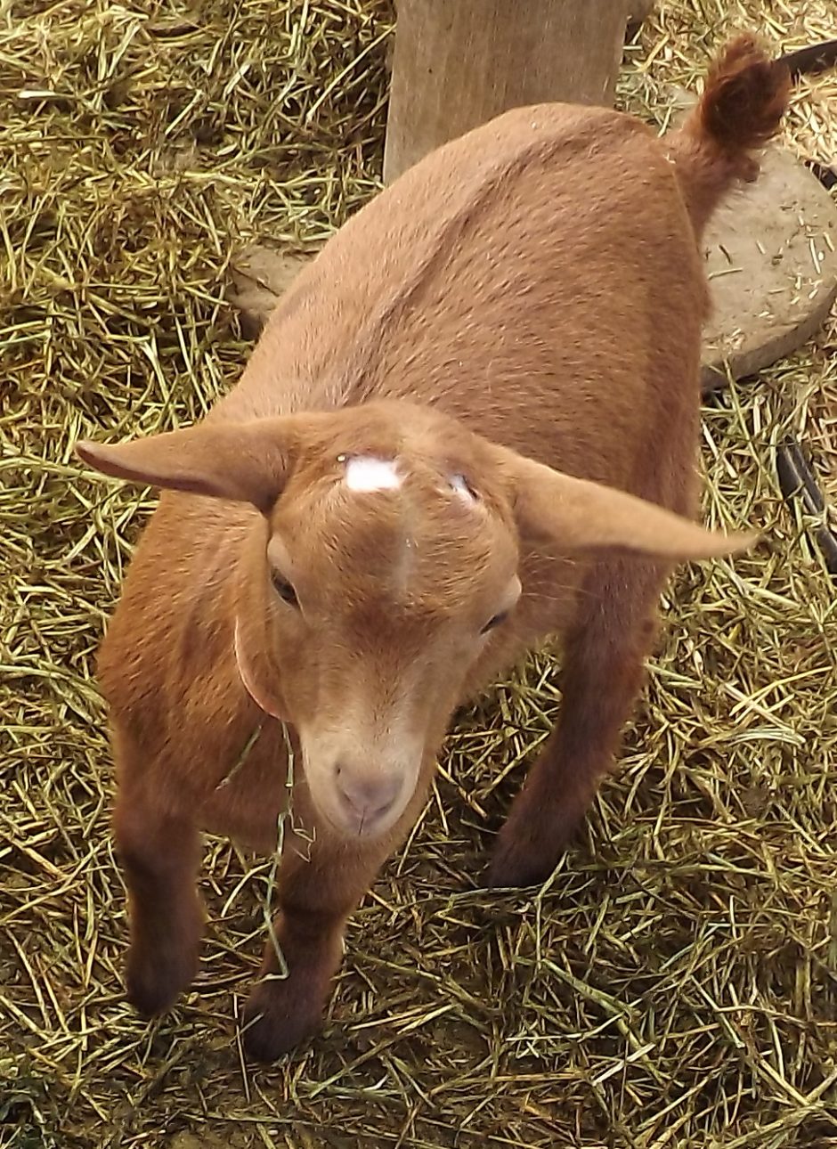 Goat Companions