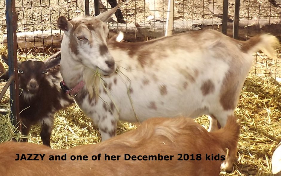 Goat Companions
