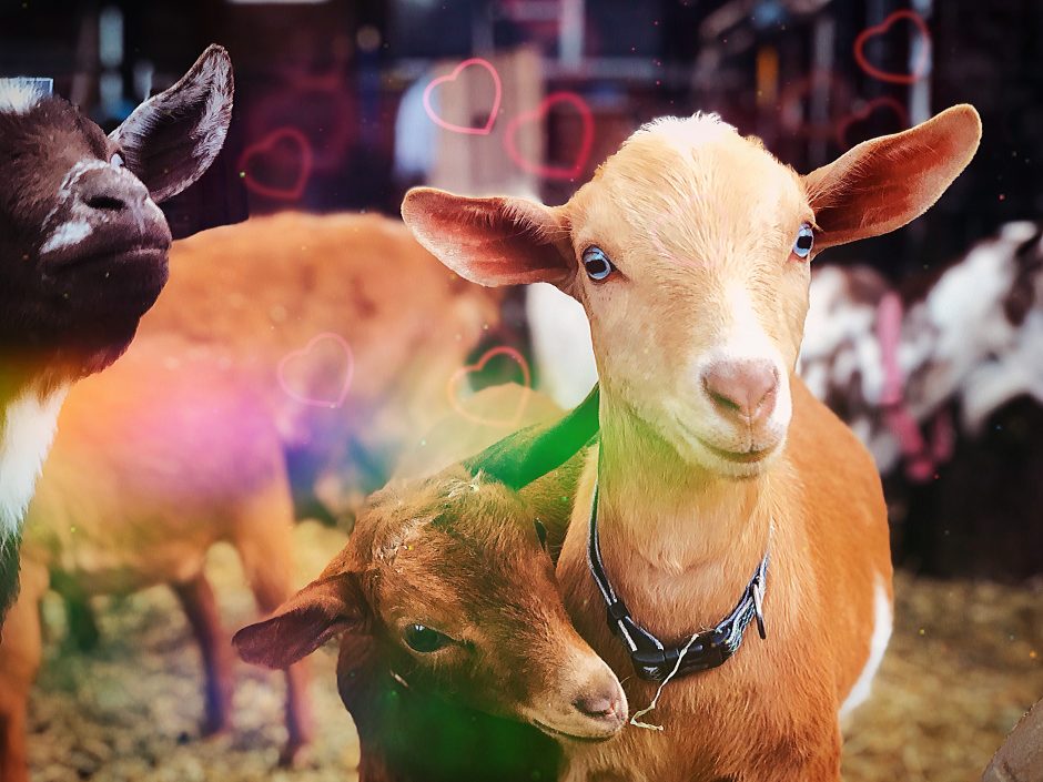 Goat Companions