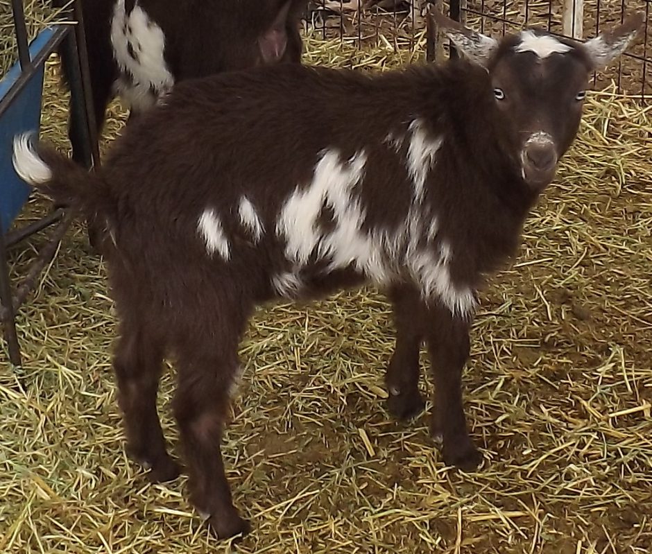 Goat Companions