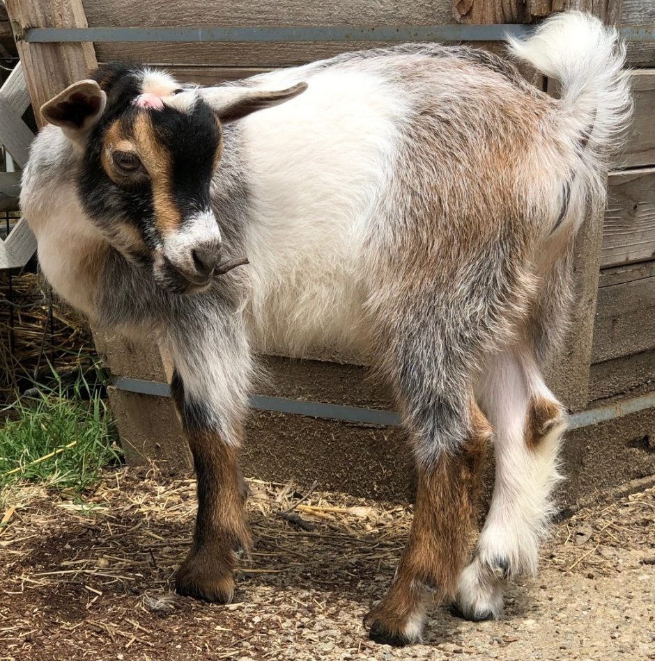 Goat Companions