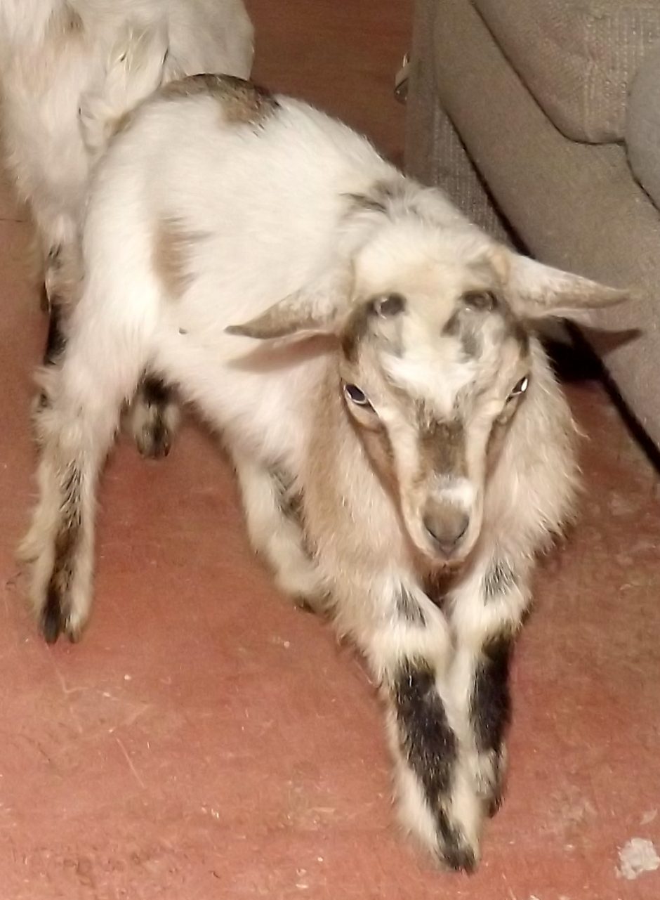 Goat Companions