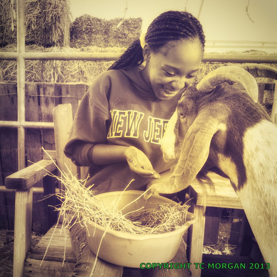 Goat Companions