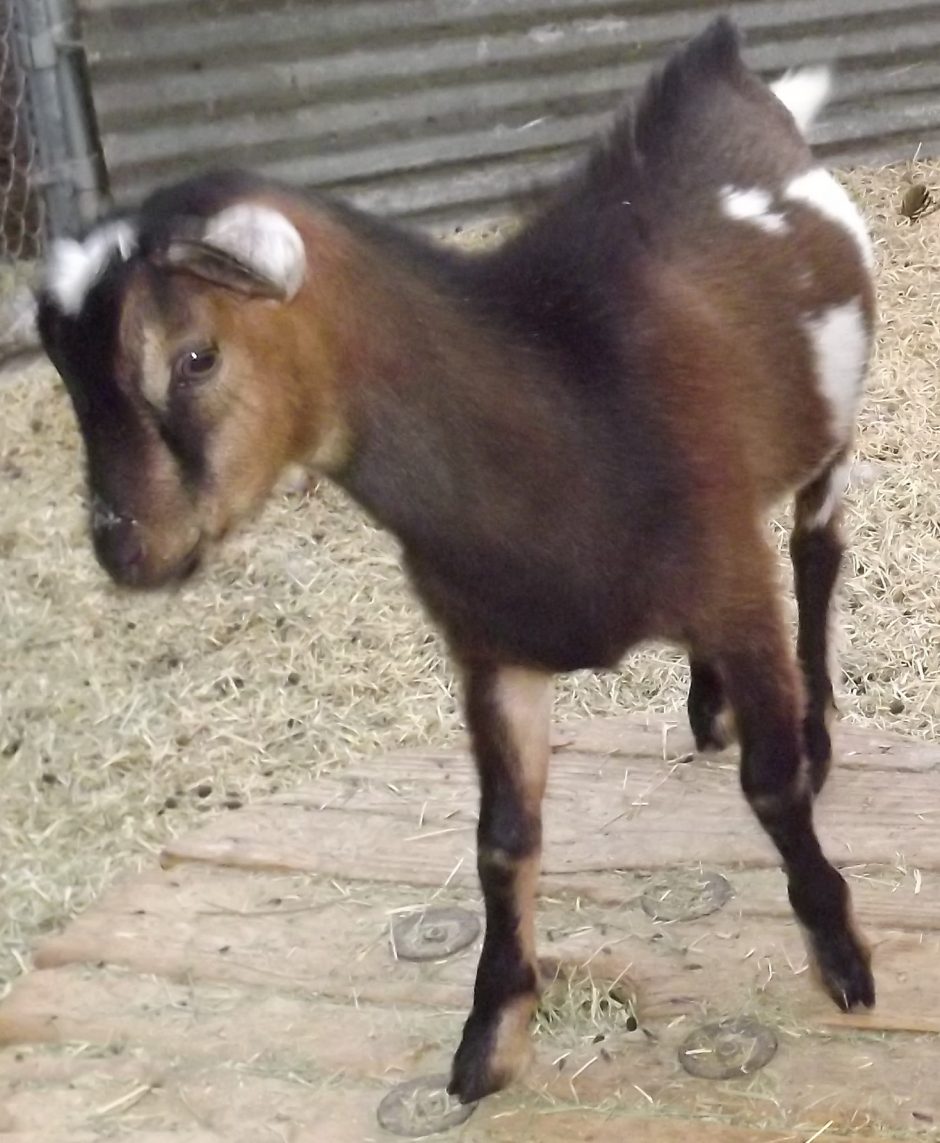 Goat Companions