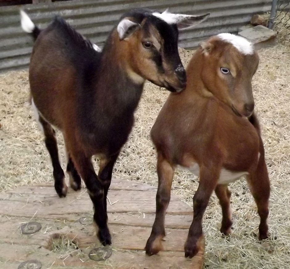 Goat Companions