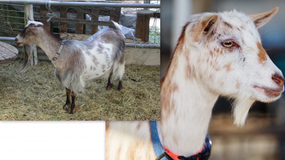 Goat Companions