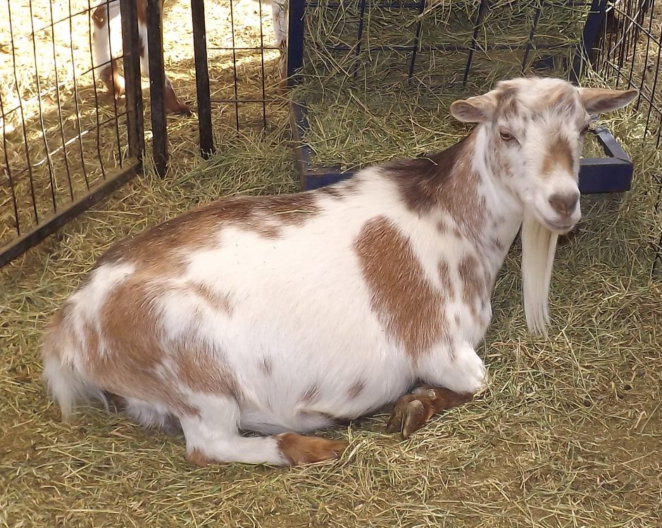 Goat Companions
