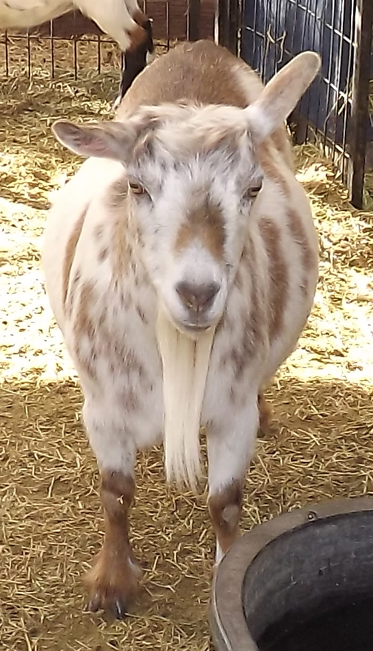 Goat Companions