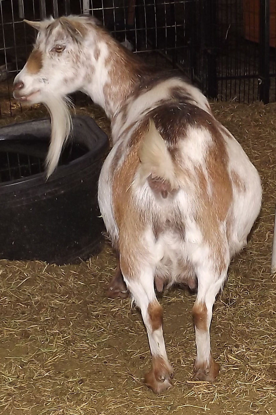 Goat Companions