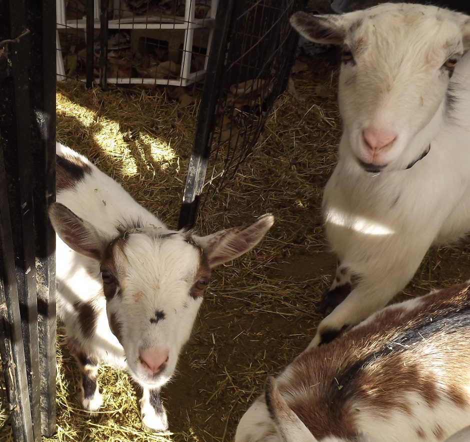 Goat Companions