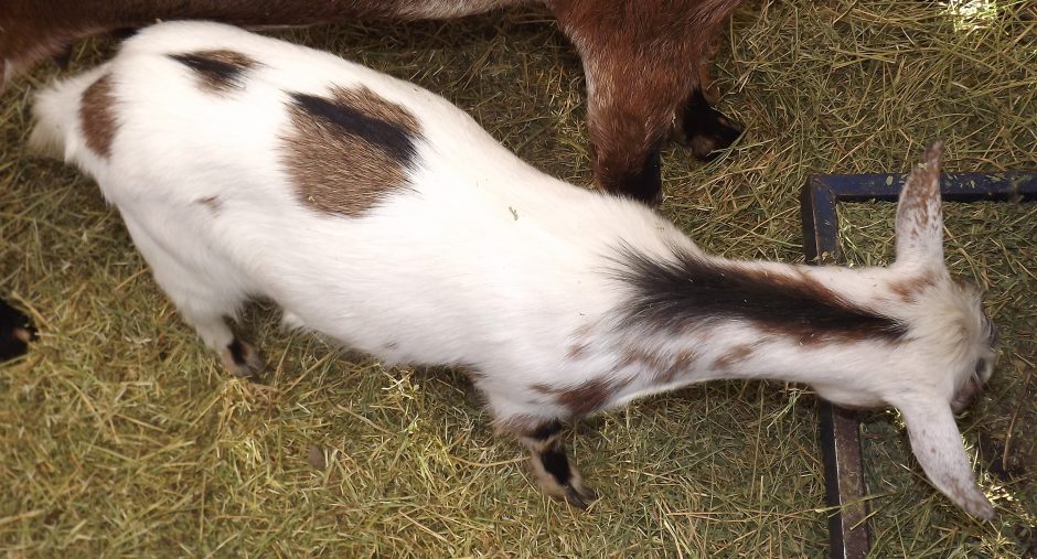 Goat Companions