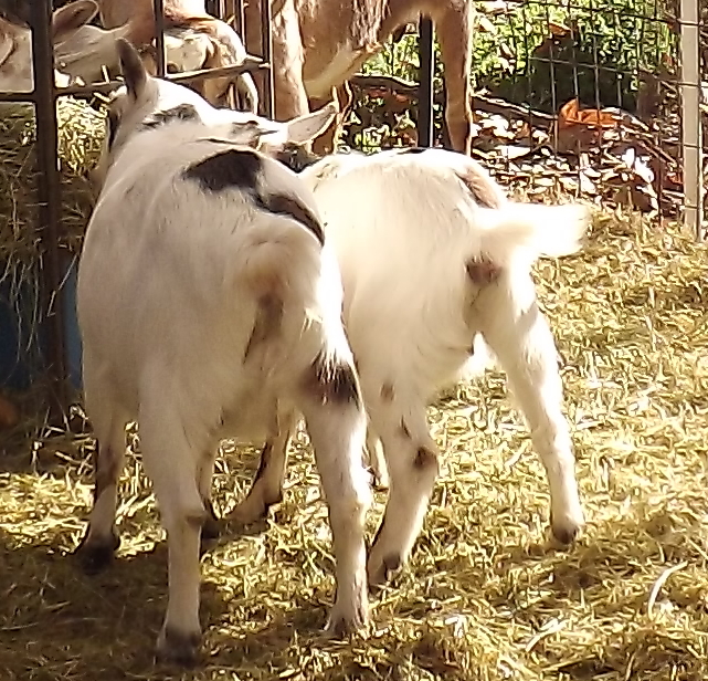 Goat Companions