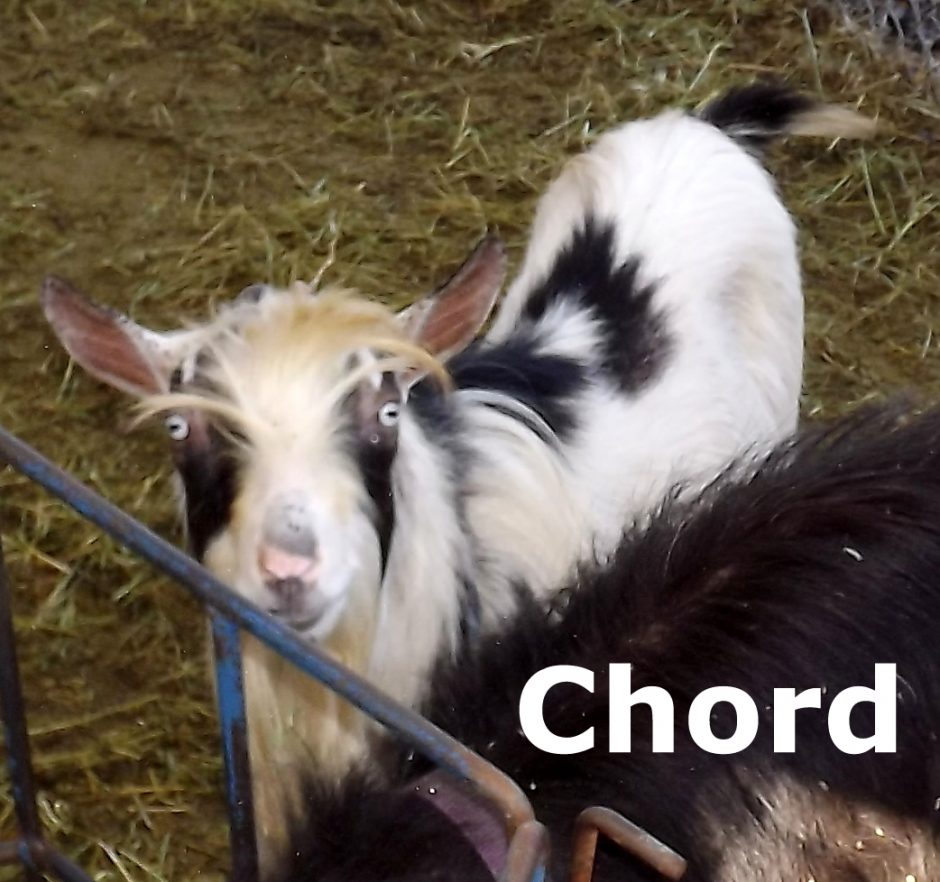Goat Companions