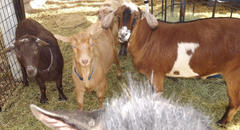 Goat Companions