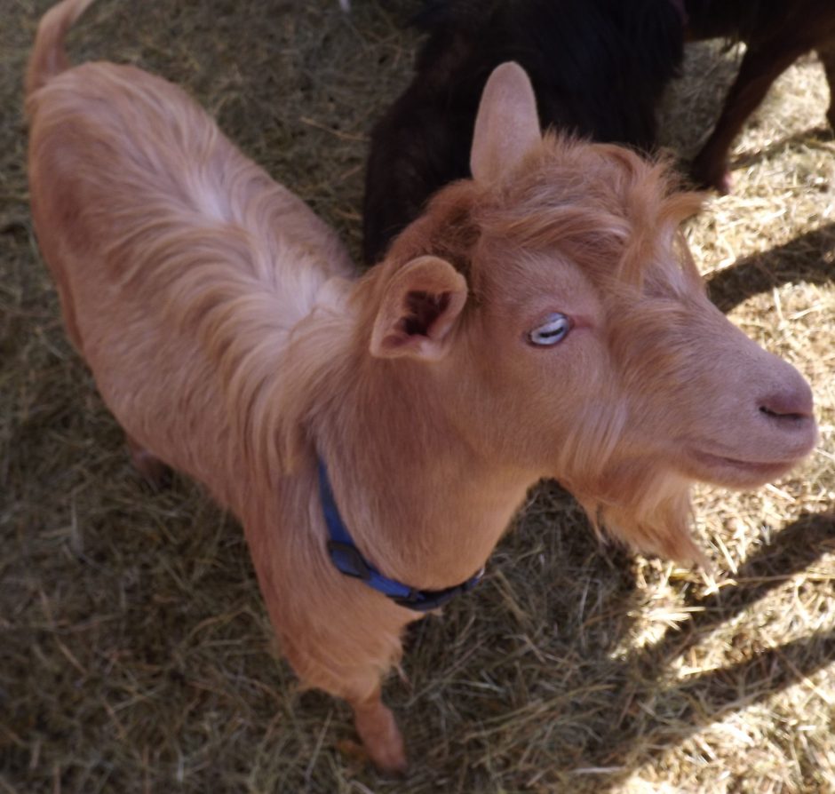 Goat Companions